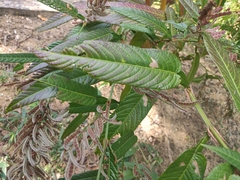 Tadehagi triquetrum