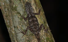 Lophosaurus spinipes