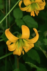 Lilium occidentale