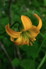 Lilium occidentale