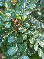 Zanthoxylum beecheyanum