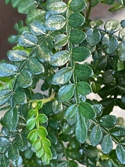 Zanthoxylum beecheyanum