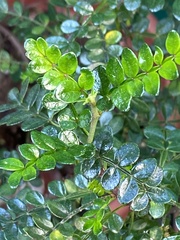 Zanthoxylum beecheyanum