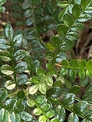 Zanthoxylum beecheyanum