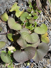Viola flettii