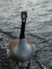 Branta canadensis