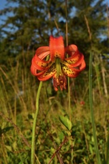 Lilium occidentale