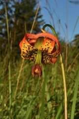 Lilium occidentale