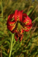 Lilium occidentale