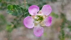Leptospermum rotundifolium