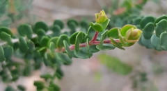 Leptospermum rotundifolium