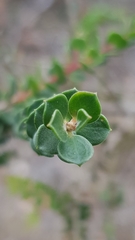 Leptospermum rotundifolium