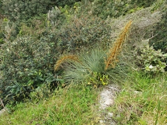 Aciphylla squarrosa squarrosa