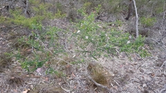 Leptospermum rotundifolium