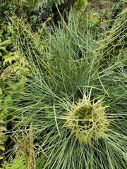 Aciphylla squarrosa squarrosa
