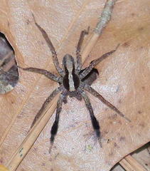 Schizocosa crassipes