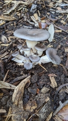 Pleurotus columbinus