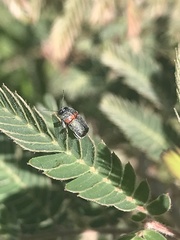 Pachybrachis thoracicus