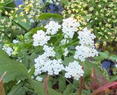 Oenanthe pimpinelloides