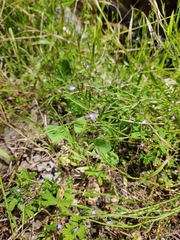 Lobelia anceps