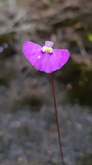Utricularia uniflora