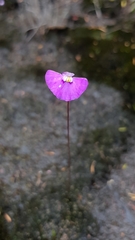 Utricularia uniflora