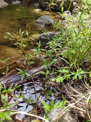Persicaria decipiens