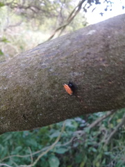 Gasteracantha cancriformis