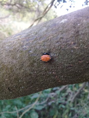 Gasteracantha cancriformis