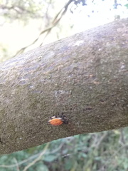Gasteracantha cancriformis
