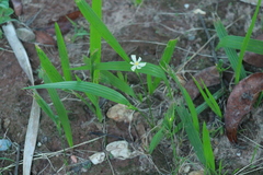 Eleutherine latifolia