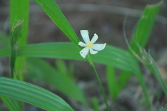 Eleutherine latifolia