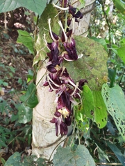 Mucuna revoluta