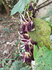 Mucuna revoluta