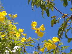 Euglossini