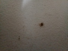 Ixodidae