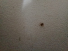 Ixodidae
