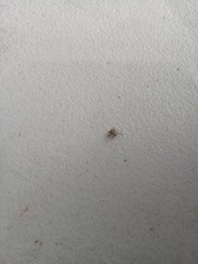 Ixodidae