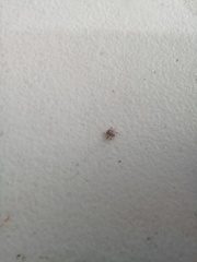 Ixodidae