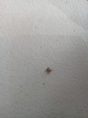 Ixodidae