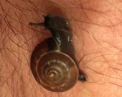 Zonitidae