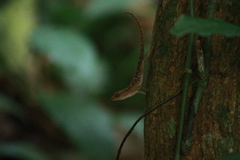 Anolis uniformis