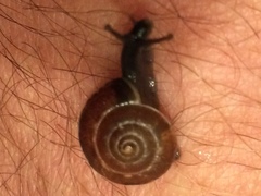 Zonitidae