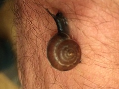 Zonitidae