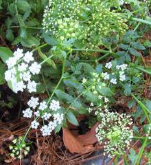 Oenanthe pimpinelloides