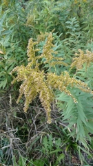 Solidago