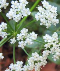 Oenanthe pimpinelloides