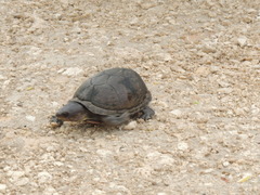 Kinosternon creaseri