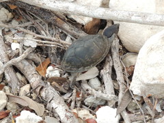 Kinosternon creaseri