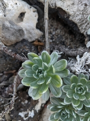 Heliotropium anomalum